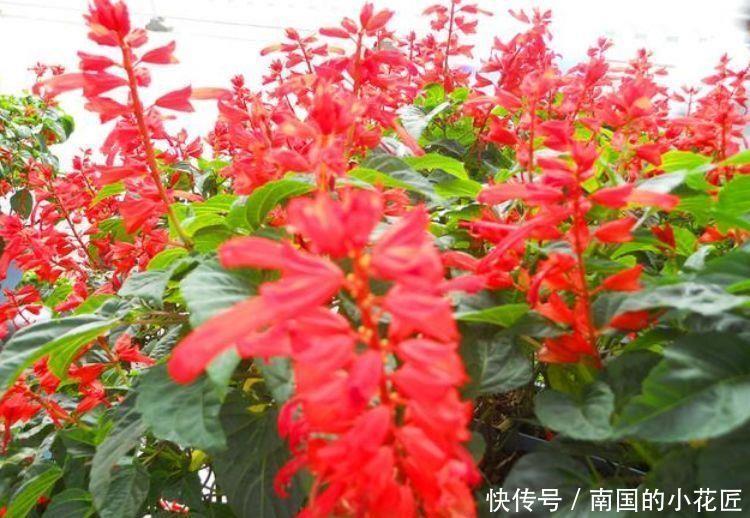 几款花卉花开繁盛花香怡人,四季繁花似锦,美极了