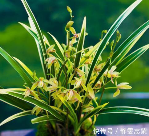 买到裸根带花的兰花苗,1步操作必须做,不然延缓生长,甚至枯死