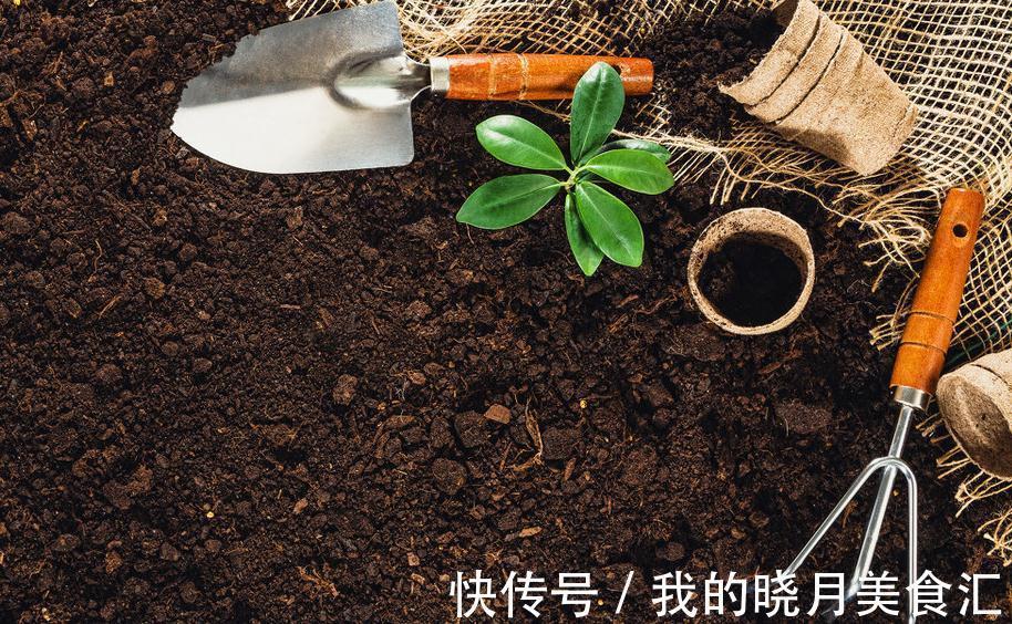 多肉植物|养根得靠土，浅谈如何选购多肉植物栽种基质