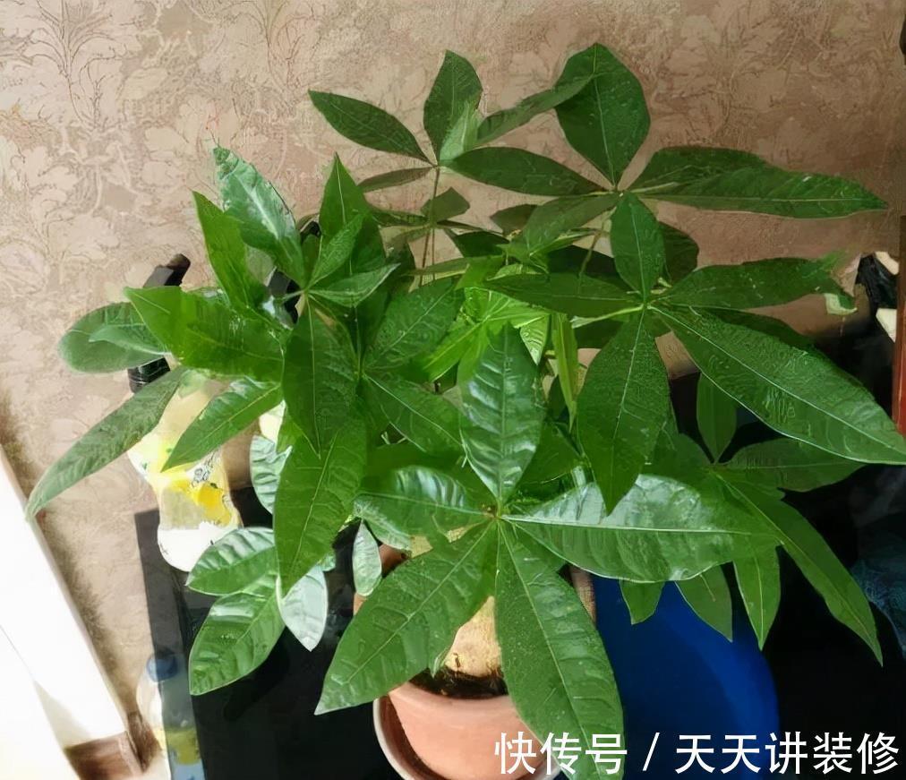 发财树|公认“不好养”的3种花，没有一定的养花经验，别贸然入手