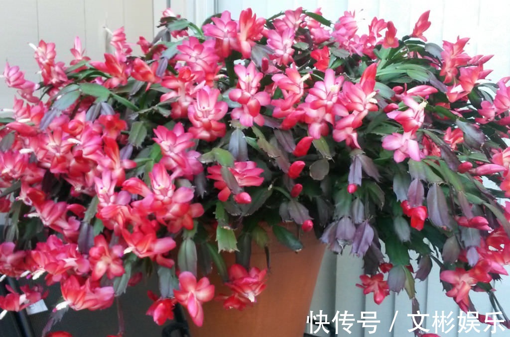 蟹爪兰开花有窍门,学会3个小招,花开不断,爆盆很简单!