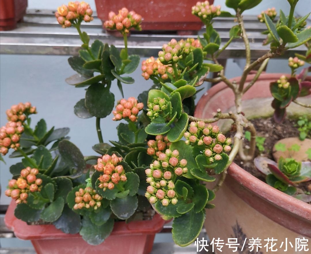秋末养长寿花，有“3怕2喜”，做好了花苞长更多