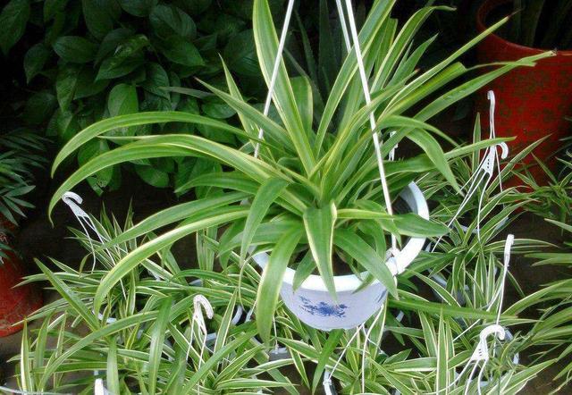 这3种花养久了要“换盆”，老根旧根修剪掉，干尖黄叶都不来