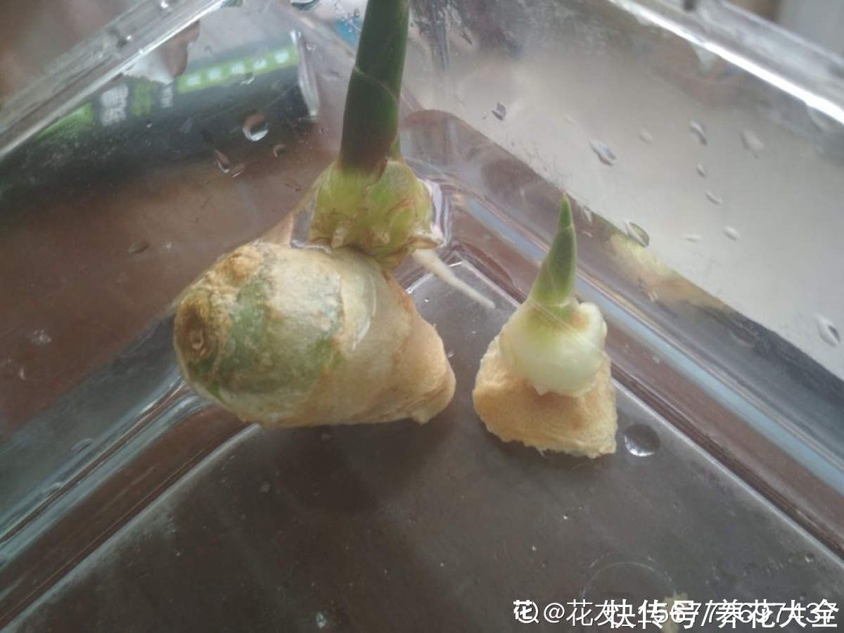 绿植|一块生姜埋土里，长出“姜崽芽”，两个月能长1米高
