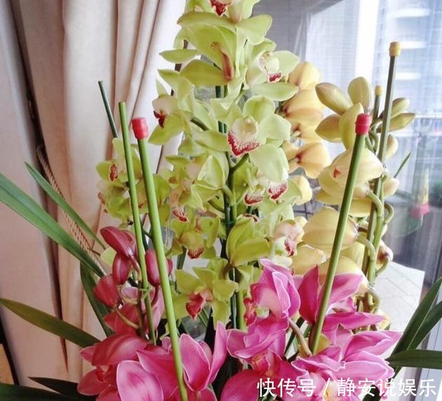 “3种花”养家里,1盆顶“5盆”,好养又好看,香气飘满屋!