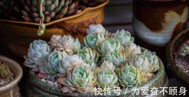 7款香气逼人的多肉植物, 你有么!