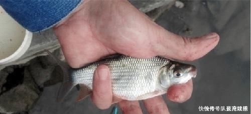 塘鲺|除了罗非和清道夫,这5种鱼也是外来鱼种,钓到别轻易流放