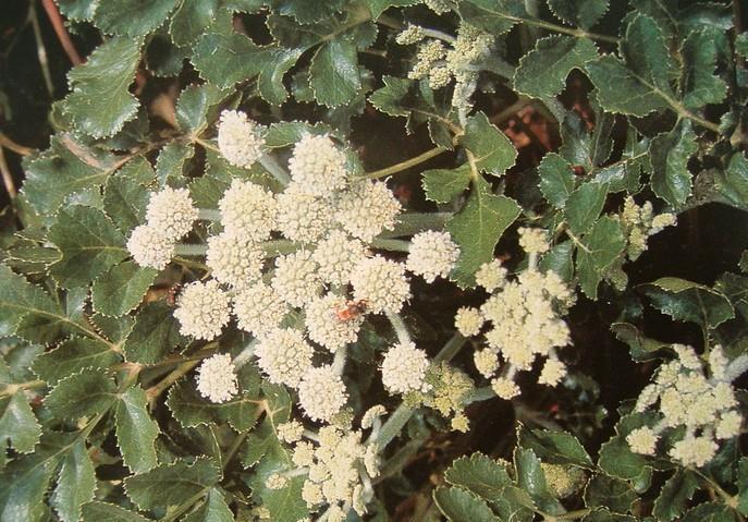 珊瑚菜|沙土上这种野草，其根珍贵价值大，与人参齐名，被称为北沙参