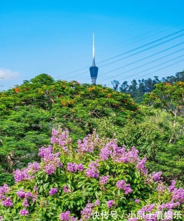 鹏城|鹏城盛放满堂红！快来这些地方打卡“紫薇仙子”