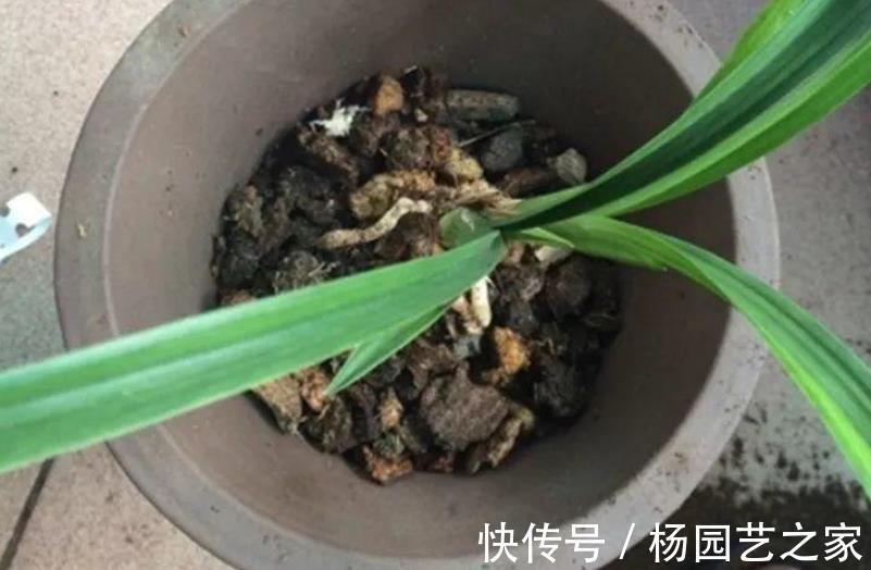 树皮|老化的树皮,堪称“大自然馈赠的养花神器”,制作简单又实用