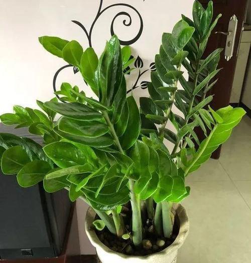 养金钱树、虎皮兰“抓重点”，每月喂点“出芽肥”，1次冒出5个芽