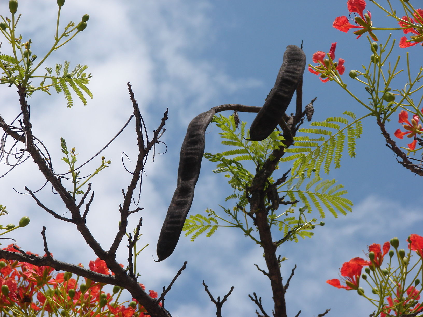 蒲桃酒|莫寒律诗21首:闲得此身无管领,半居梦里半人间