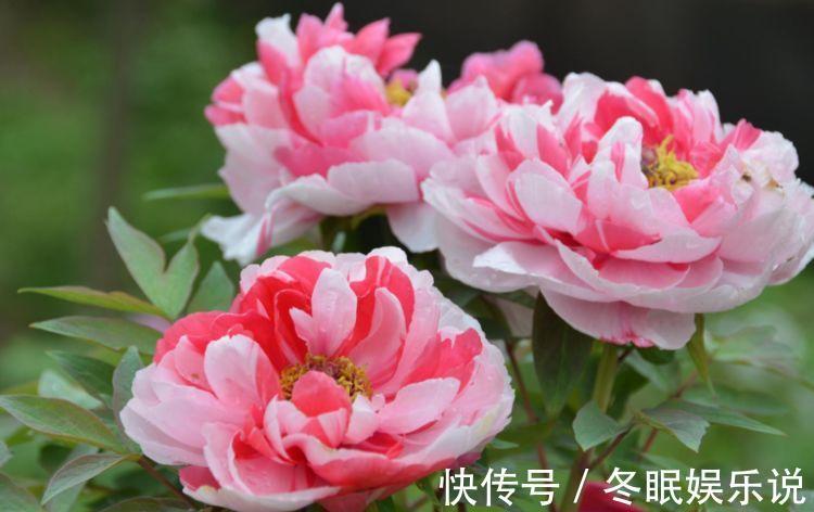 此款花卉,花期200多天,丢盆里猛长,开花多又美