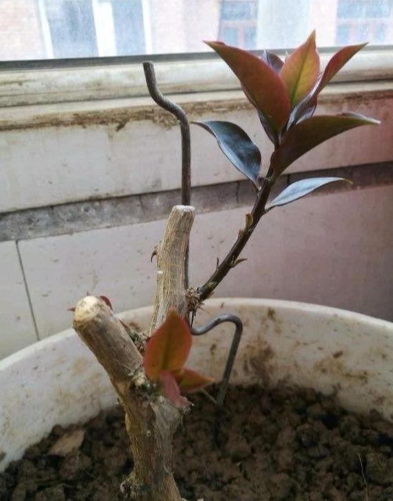 用它嫁接蟹爪兰真是太好了,易操作生长快,当年开花,两年爆满