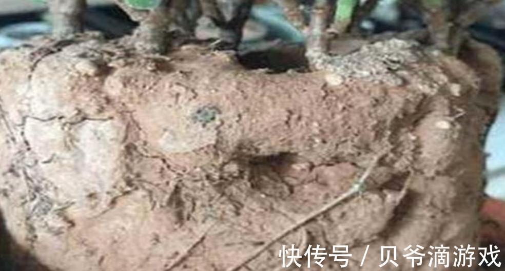 盆土板结怎么办,教你学4招,土壤松软如面包,快瞧瞧吧