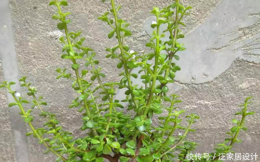 金枝玉叶|金枝玉叶修剪教程,剪下的枝条扦插,一盆变多盆