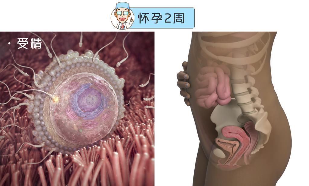 婴儿|最全的怀孕周期图鉴,感受从受精卵到婴儿的神奇变化!