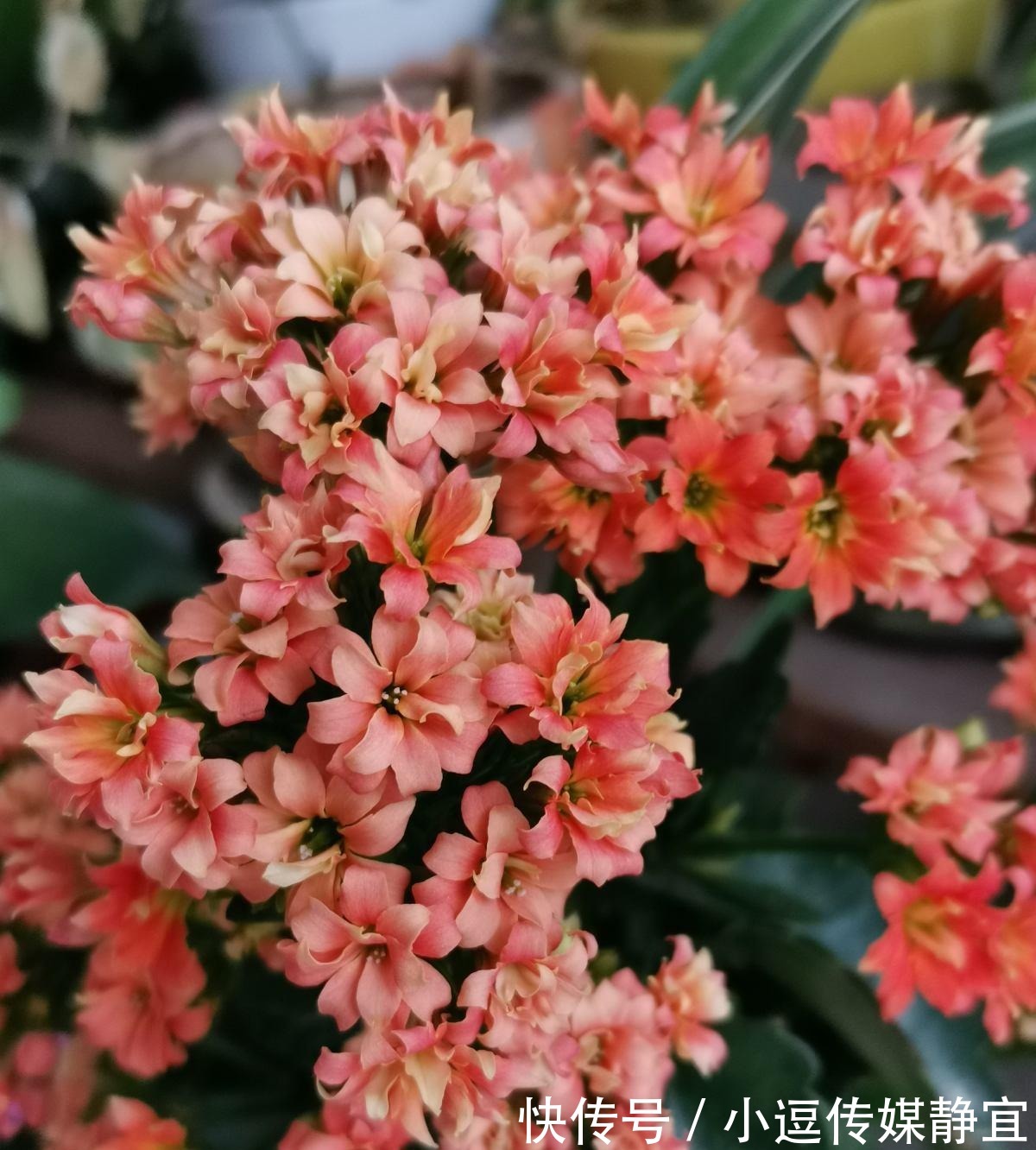 花友们|长寿花剪一刀,理个小平头,株型矮壮开花多
