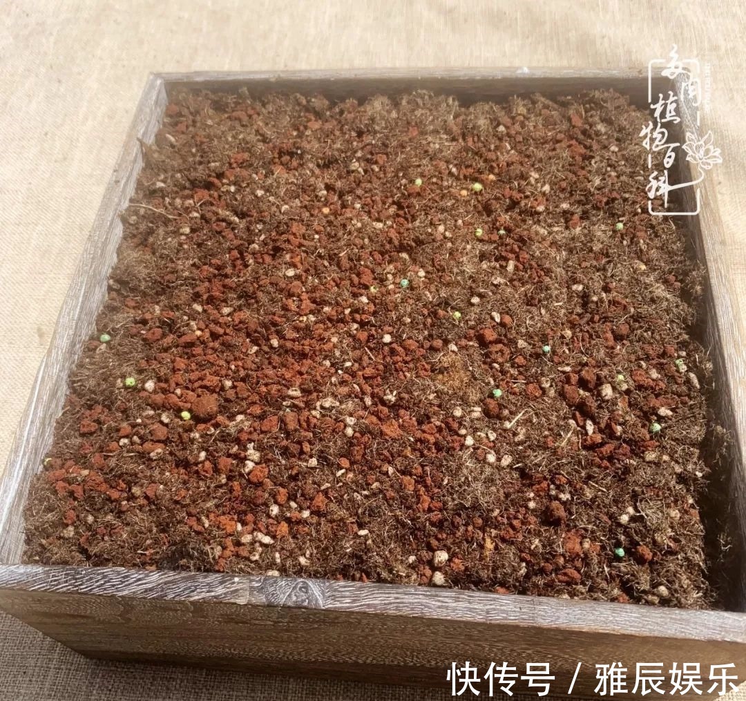 框子|这多肉拼盘这么仙!如何制作达人手把手教你制作长生草拼盘!