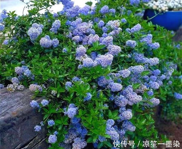 北方小院种棵它,开花比蓝雪花漂亮,耐寒好养活,美丽又梦幻!