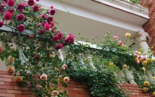 家庭地栽月季,立春前后这么打理,开花越来越多,个大色艳