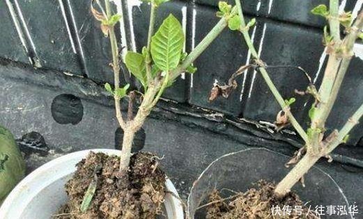 土壤|嫌换土太麻烦,老花匠教你“3招”,旧土直接变新土,养啥旺啥!