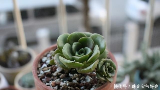 土壤|家养这3种贵货多肉,学会这几种养护技巧,轻松开满盆