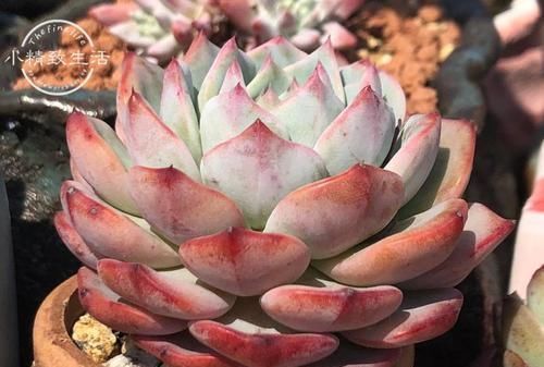 意大利满地都是栗子,看起来又大又多肉,为什么却只能当马饲料?