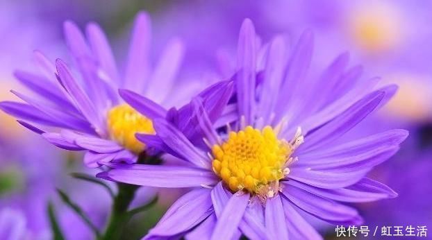 中药|一味止咳化痰的良药,能入肺降气,新久咳嗽,皆可用之