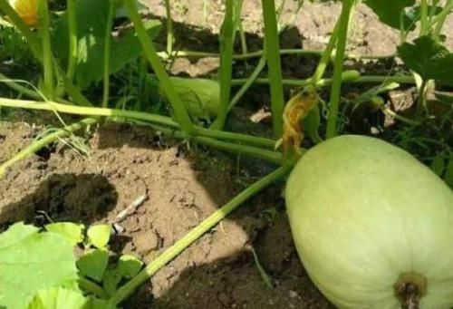 人称|常被错认是香瓜,其实营养价值更高,成熟后果肉成丝,人称粉丝瓜