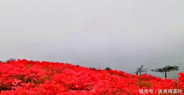 赏花|浙江一个适合登山赏花的景点，十万亩杜鹃花，四季如云！
