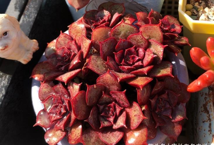 小巧|别人养的多肉小巧可爱,你养的多肉却是傻大个,主要原因在这里