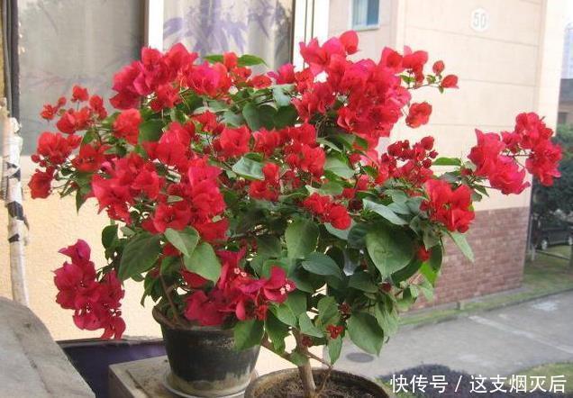 现在扦插此4种花,一周就长芽生根,一棵变多棵,成养花大户了