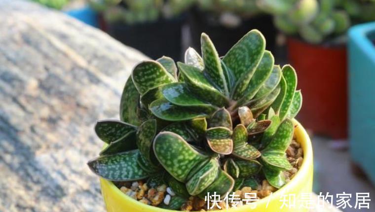 呆萌可爱|一款叶子对半长,形似元宝的多肉,看着呆萌可爱,打理真省劲