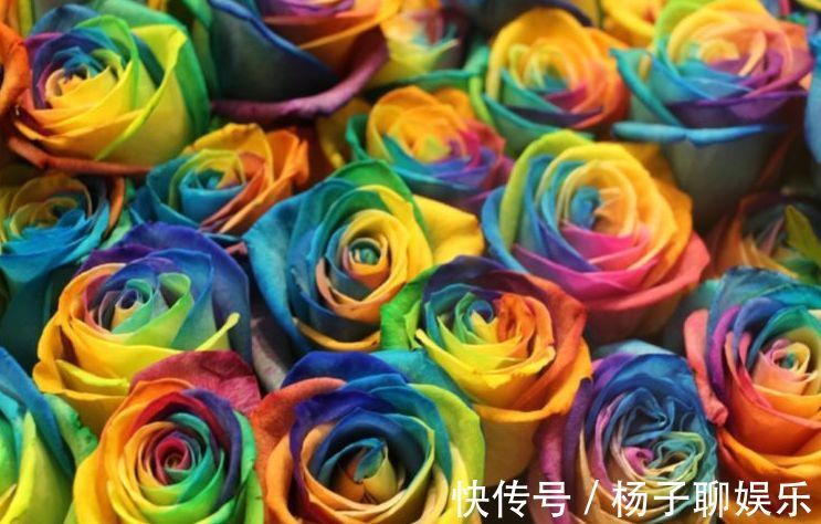 高雅|喜欢菊花，不如养盆“精品玫瑰”彩虹玫瑰，灿烂高雅，梦幻华丽