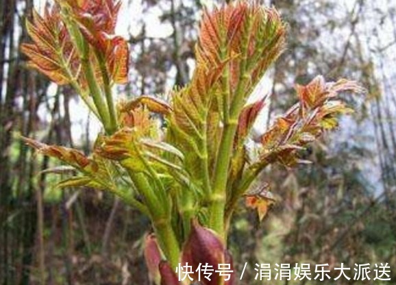 刺嫩芽|农村这种野草，价值堪比人参，被誉为“野菜之王”，卖到60元一斤