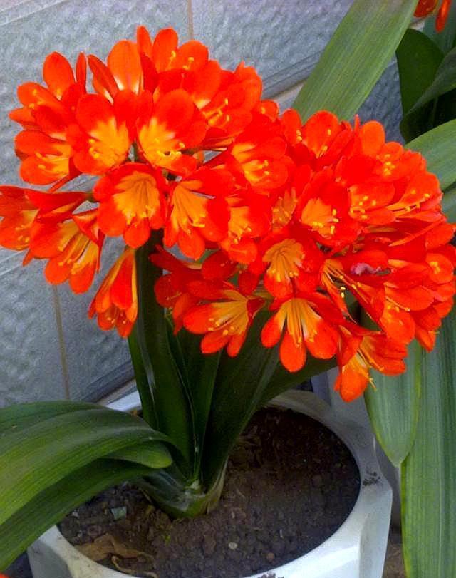 网购君子兰,换盆有“诀窍”,根系生长快,叶片肥厚根满盆!