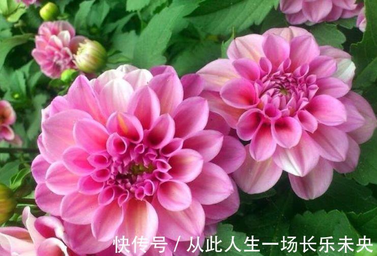 适应能力|4种旺运花，吉祥添富贵，开起花来拦不住，美不胜收，你养了吗