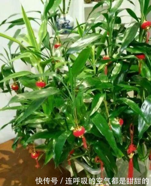 4种花养家里,不仅能净化空气,还能旺财镇宅好!