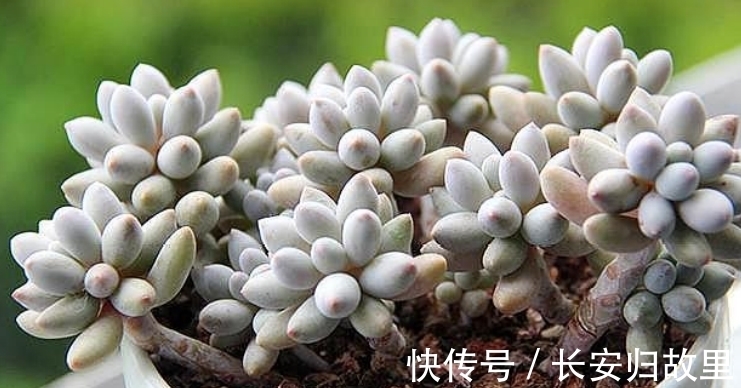 多肉,春后盆栽忌讳这2点,不注意全窜成“恨天高”,茎细叶稀