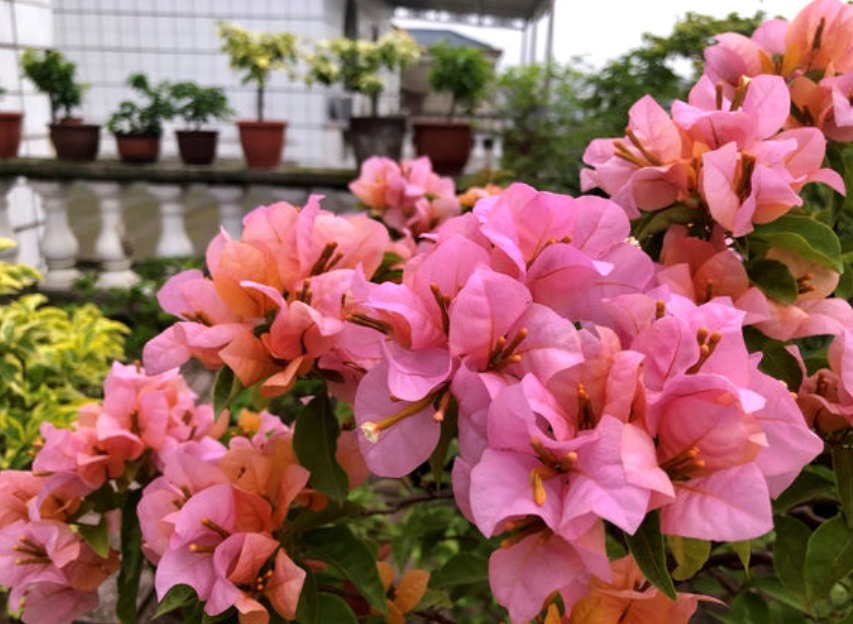 三角梅养不开花掌握促花小技巧,一年开多次,次次都爆盆