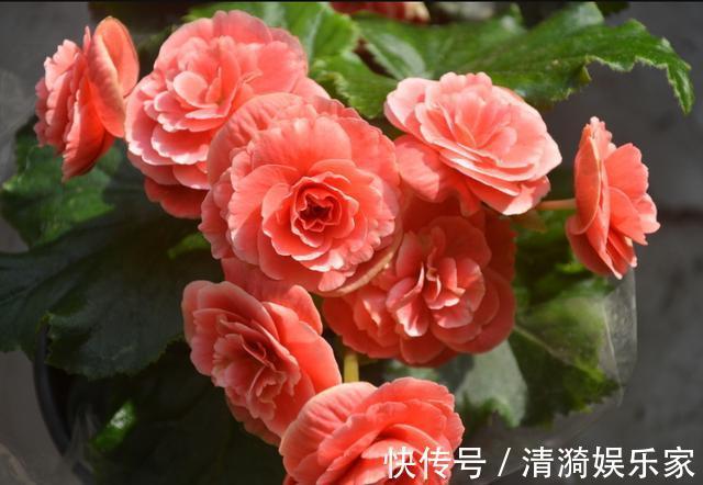 土壤|这10种花夏天“晒不得”,一见强光就黄叶,赶紧搬回家