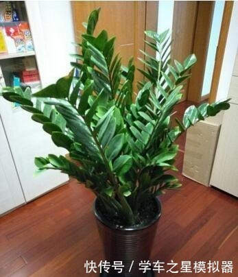 5种“植物”，寓意吉祥还“招财”，可以多养三四盆，比发财树强！