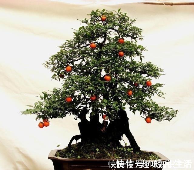 金枝玉叶|养这2种花,还能挣钱,放那不用管,养得好卖上万,挺划算!