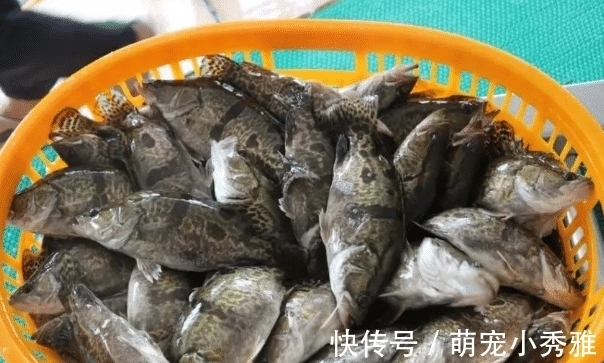 买鱼的时候，碰到这几种鱼赶快买，个头虽小，却营养十足！
