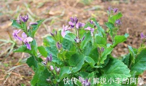 诸葛亮|生长在农村的一种野草,名字很霸气开花很美,却没人知道竟然能吃