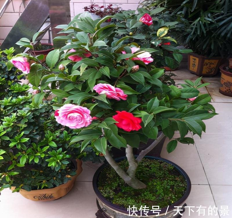 “穷养”5种花，用小花盆栽种，多晒少管更利于生长，又美又值钱