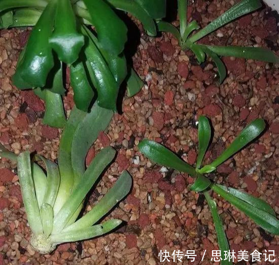 这花像长寿花一样好养,全年不间断的开花,太美了