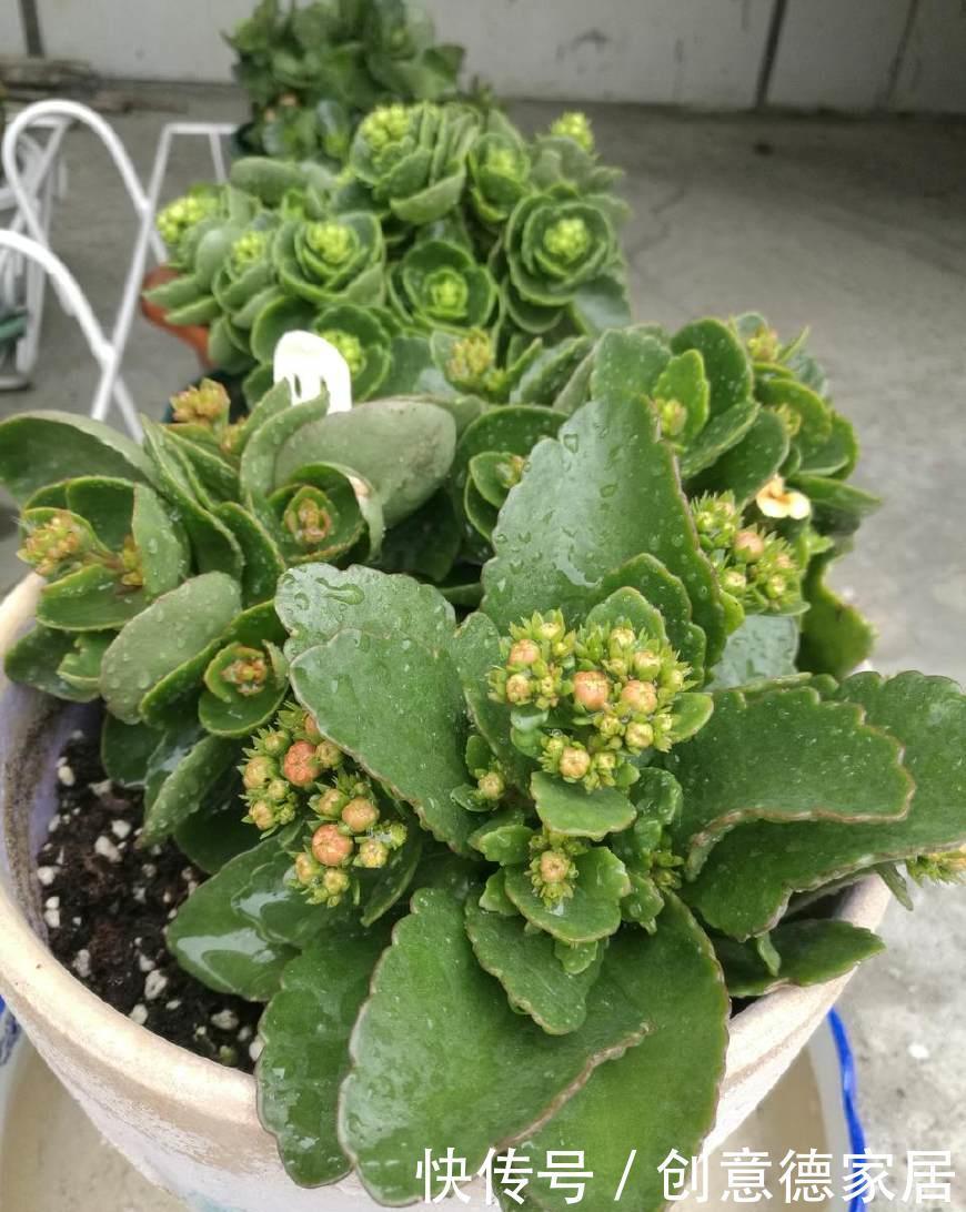  君子兰|养花不开花，原来是盆里缺了它，只加一点点，飞快开满花