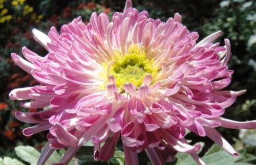 农历|农历7月16日开始,养这几款植物,花色绚丽夺目,开花美长势旺